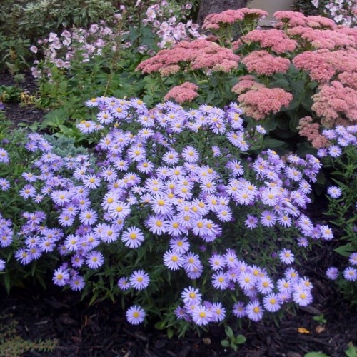 Aster nova-angliae 'Professor A. Kippenberg' - Kaunis aster 'Professor A. Kippenberg' C1,5/1,5L